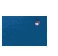 dolphin dive